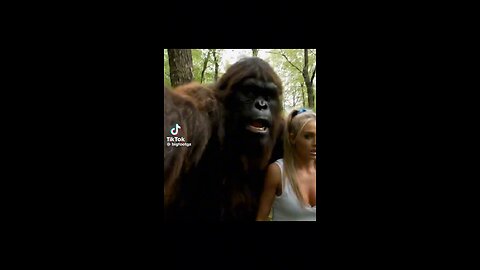 Gorilla tyme
