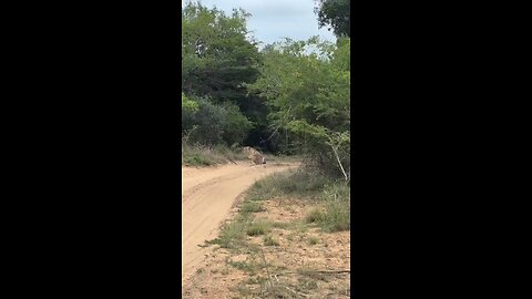 Lions catch kudu using ambush techniques