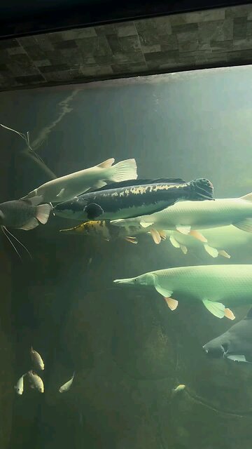 platunum gar, marble, albino micropeltes