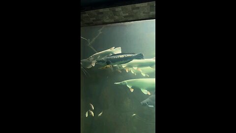 platunum gar, marble, albino micropeltes