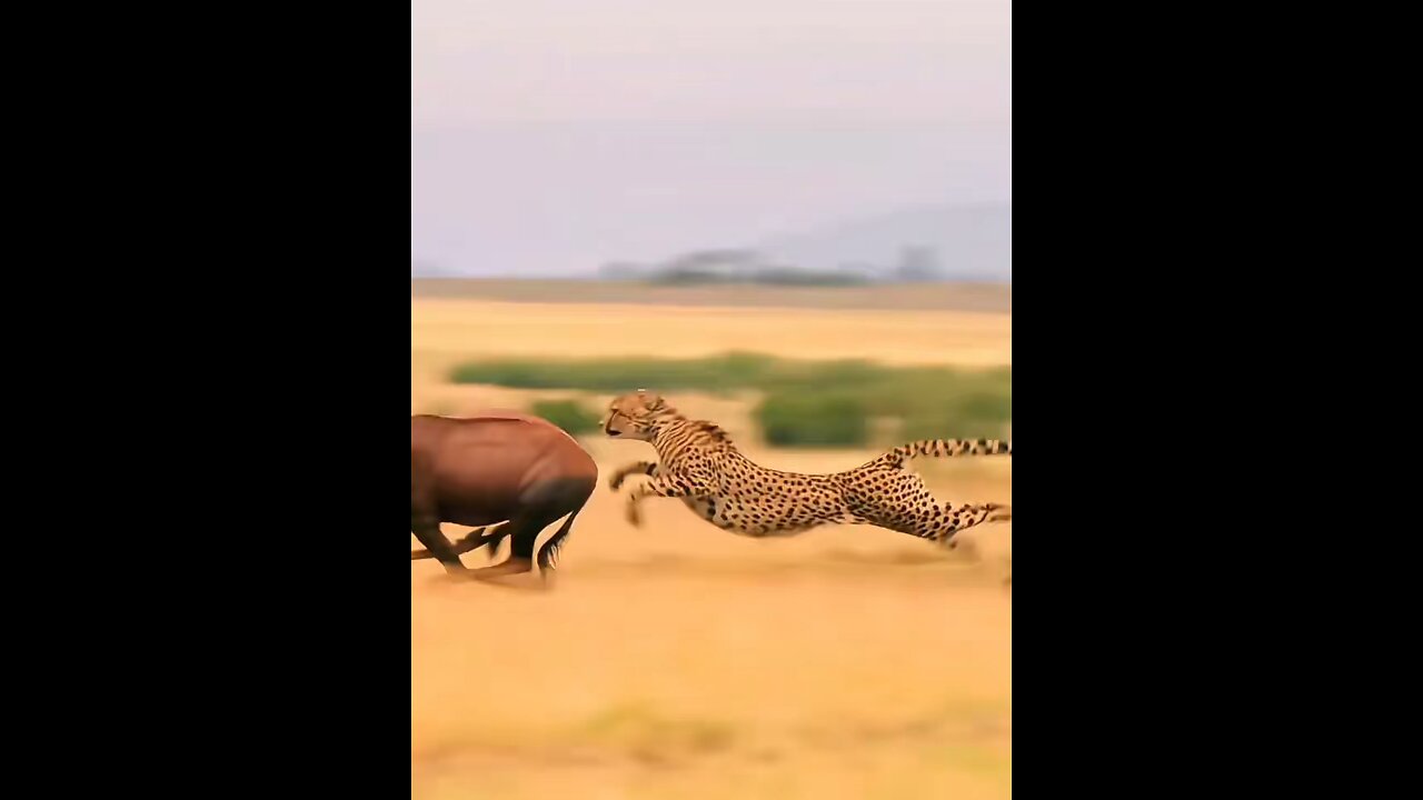 wild life