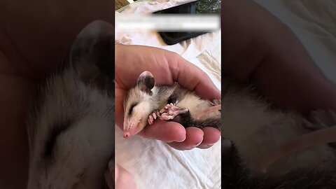 Moms possum left the baby on the road and the girl saved him
