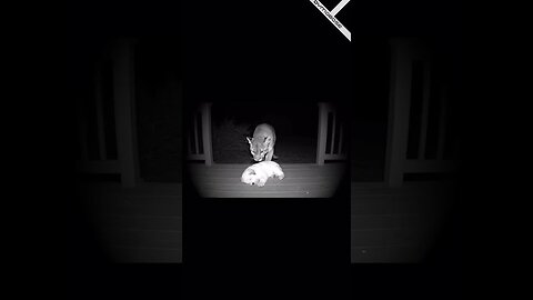 Why you shouldn't leave your puppy outside - AI Video Meme