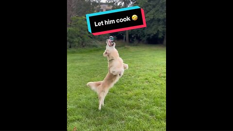 This Dog’s Bubble Catching Skills Are Next Level 😲😂