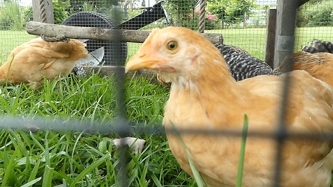 New Chickens for the Backyard Homestead