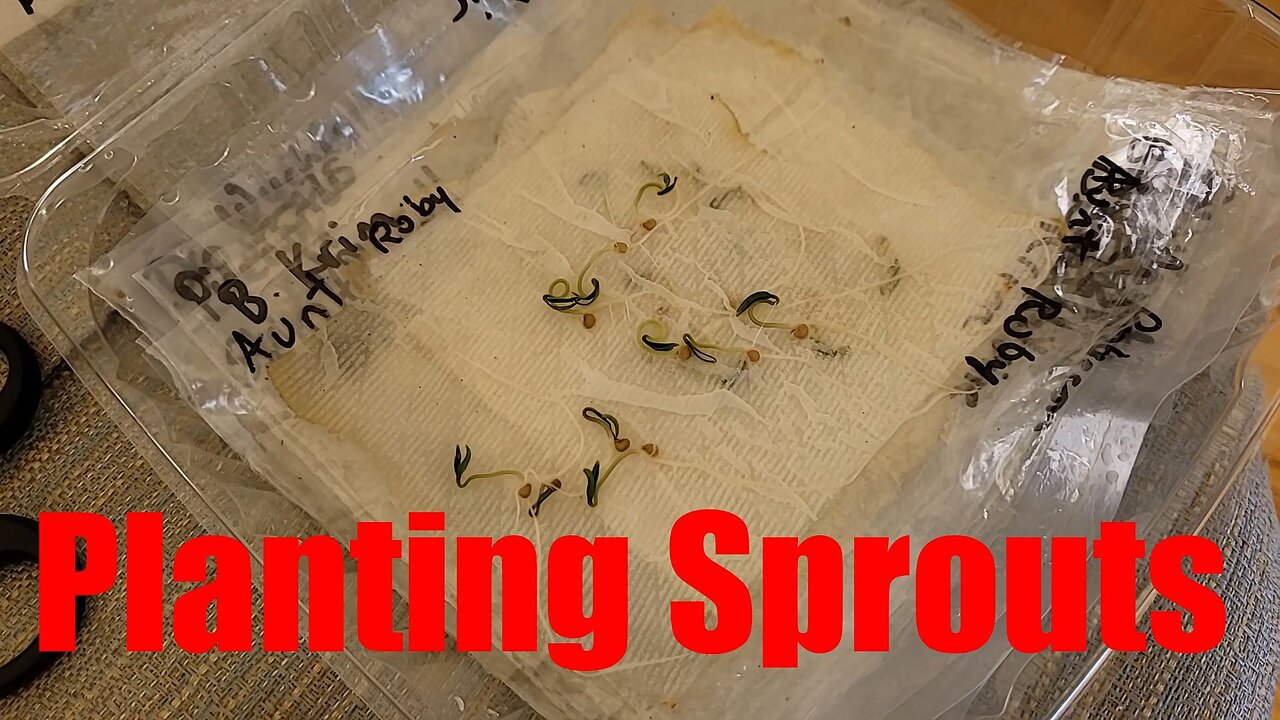 Planting Tomato Sprouts