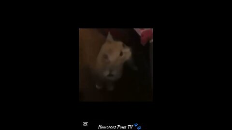 These Pets Are Comedy Gold!
