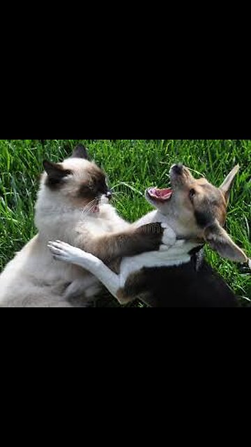 🐶🐱 "! 😂 | Funniest Pet Rivalry Moments"