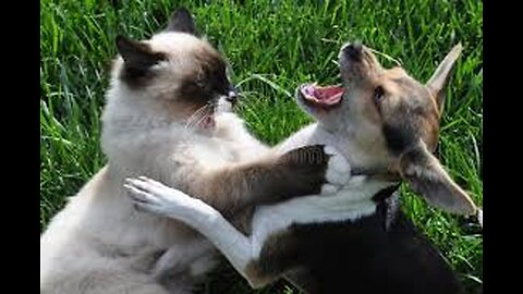 🐶🐱 "! 😂 | Funniest Pet Rivalry Moments"