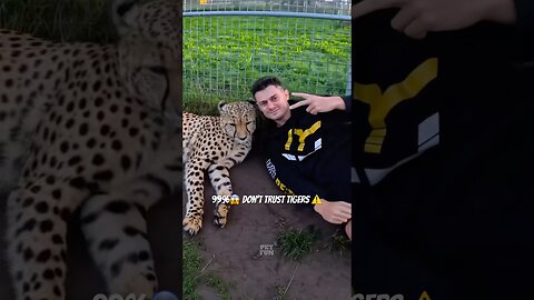 Cute Tiger attack⚠️ _ funny animals compilation #funnyanimals #animals #shorts