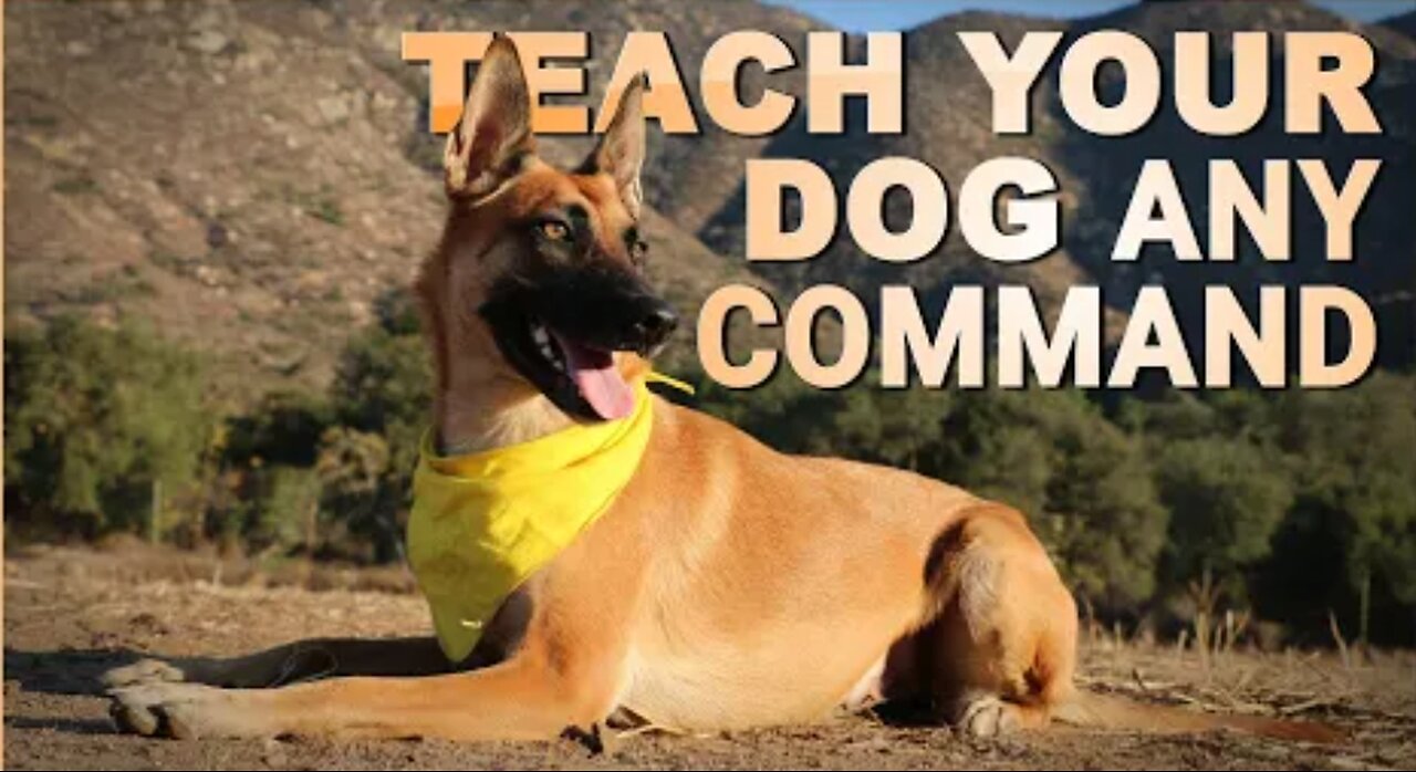 How to Train Your Dog to Perform any Behaviour!