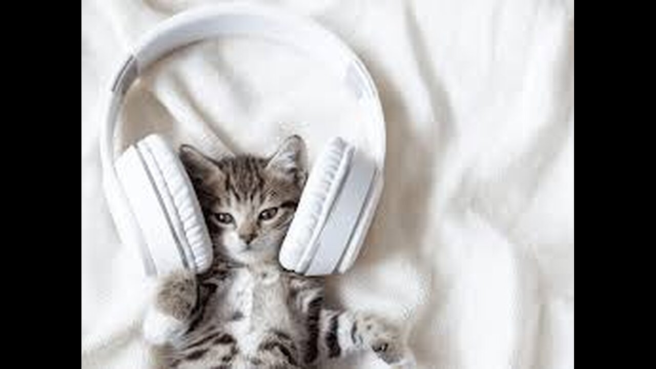 Cats are not our whole lives, but they make our lives whole.