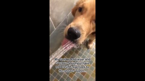 Shepherd and Retriever has different reactions to water