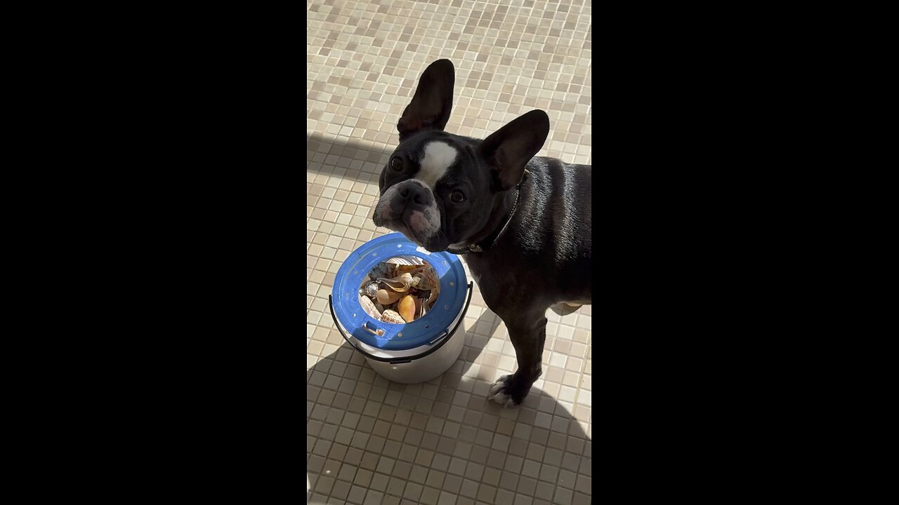 Inspector Hercules Approves All Shells! | 4K