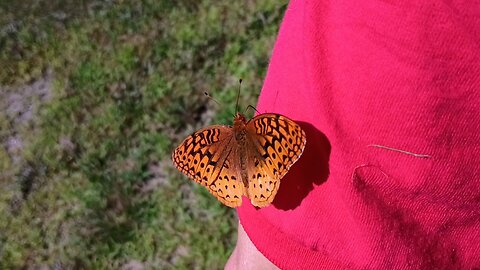 Great Spangled Fritillary