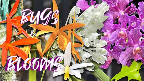 The Best Compact Orchids 👌🏼 Highly Fragrant Mini Vandas!🌸 Bug Pressure on the Patio #ninjaorchids