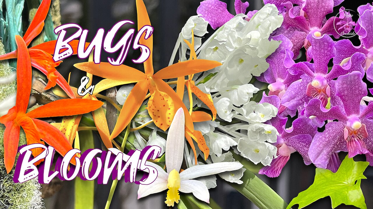 The Best Compact Orchids 👌🏼 Highly Fragrant Mini Vandas!🌸 Bug Pressure on the Patio #ninjaorchids