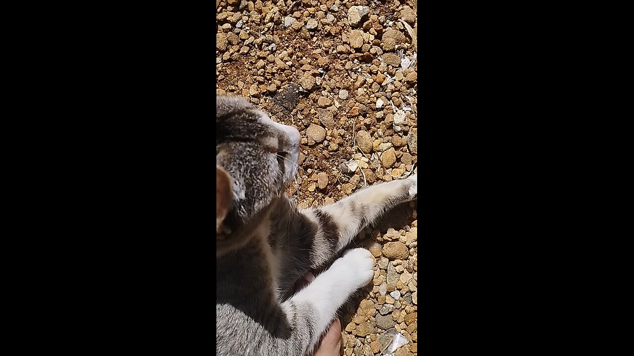 my cat
