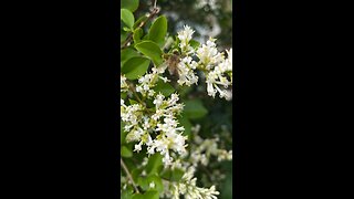 Bee working hard early in the morning