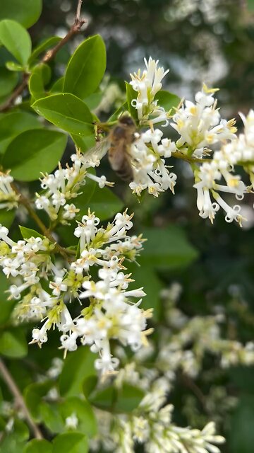 Bee working hard early in the morning