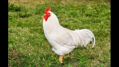 My joke about a Chicken