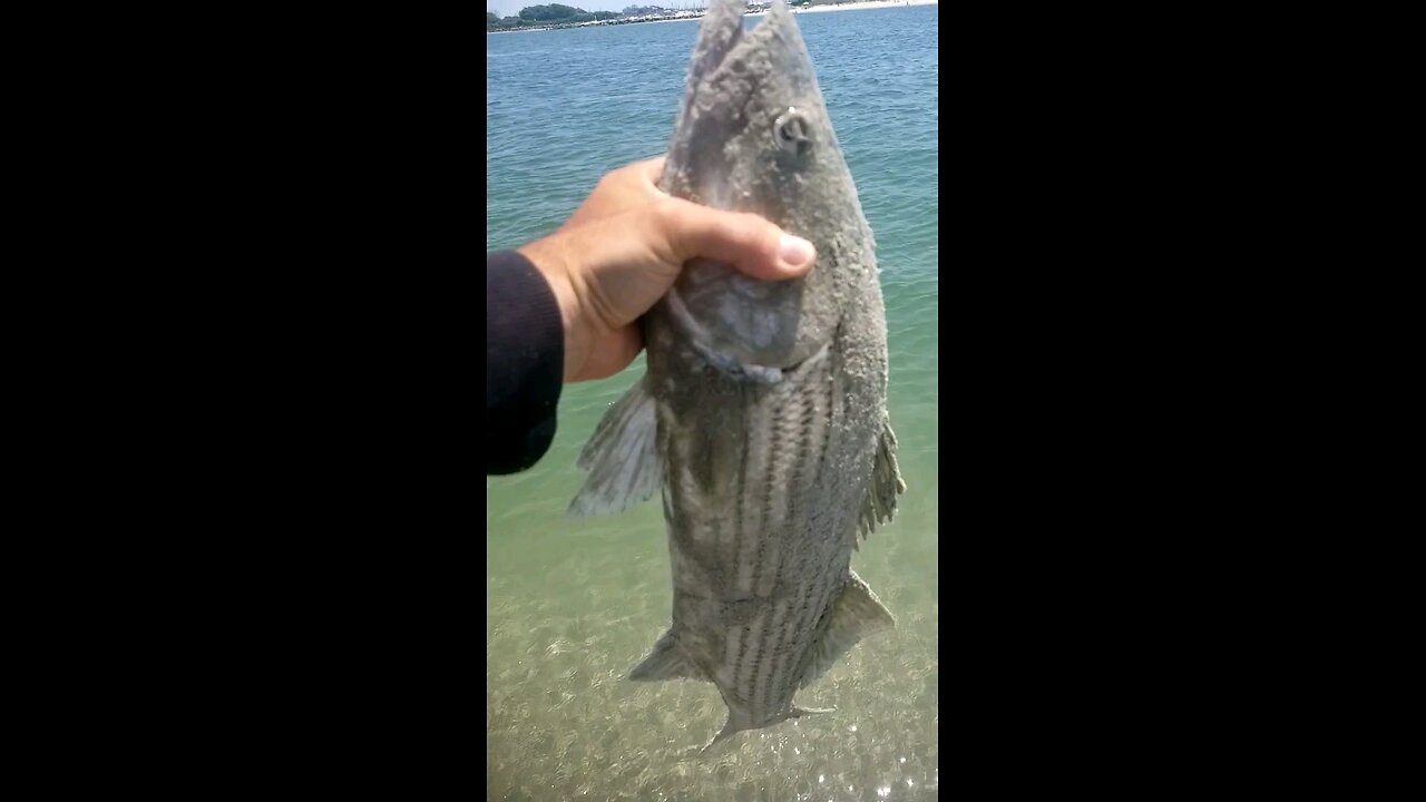 26" inch striped bass...