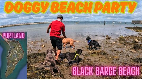 Black Barge Beach With The Dog Pack