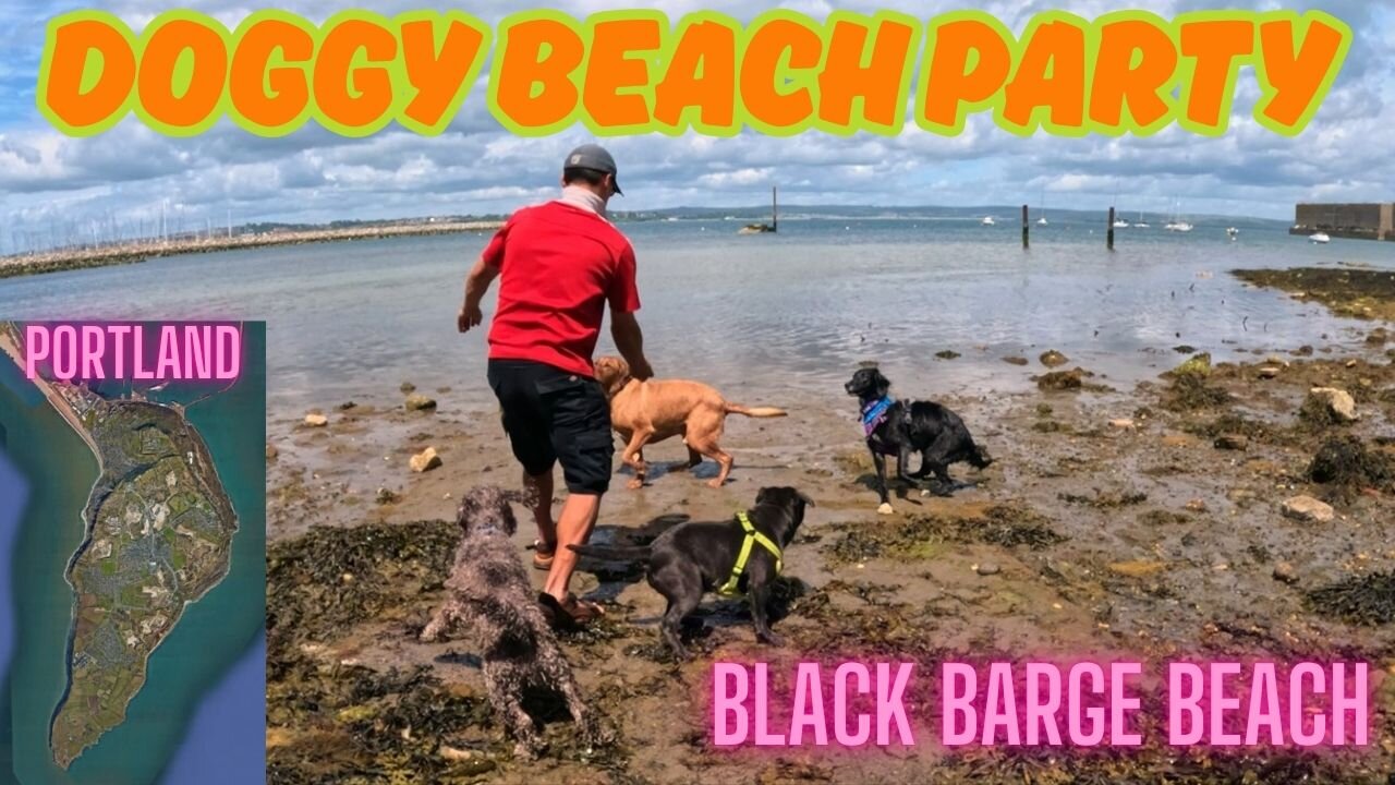 Black Barge Beach With The Dog Pack