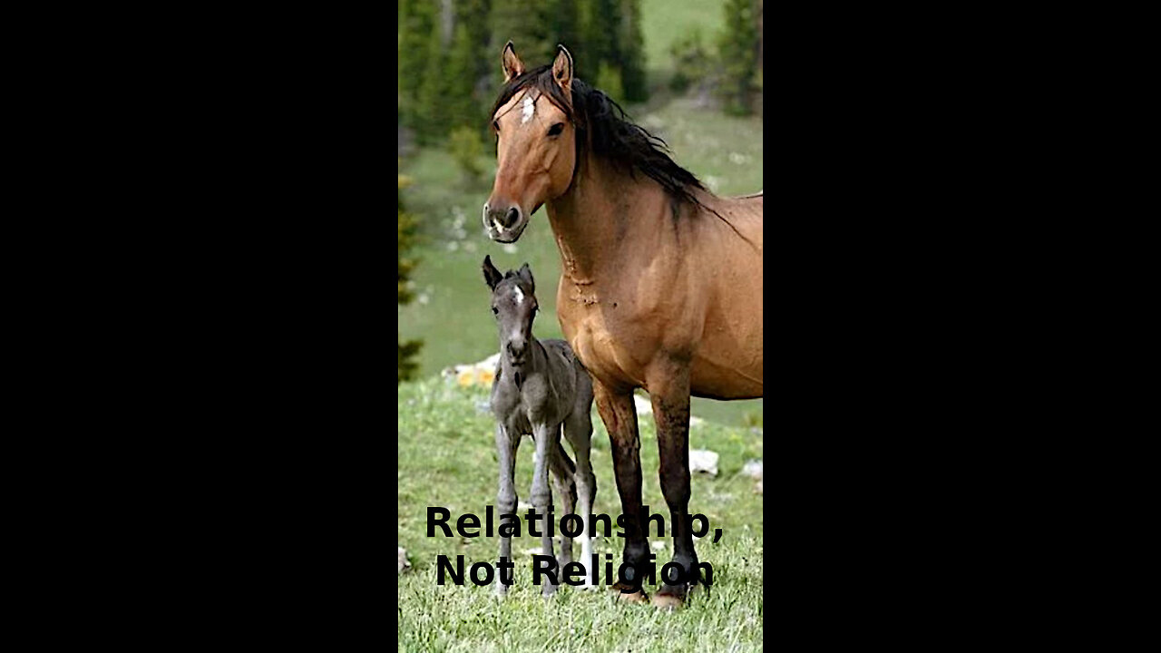 Elsa 🪭🧸 547 ~ Relationship, Not Religion