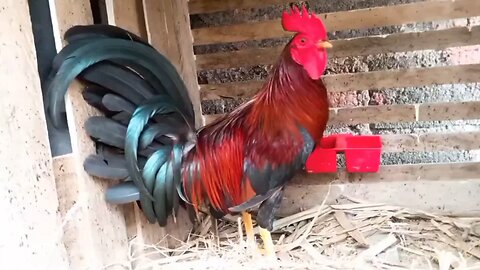 pollos