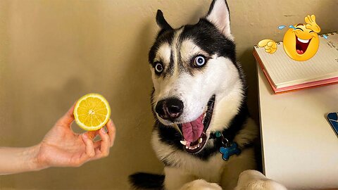 2025’s Funniest Dogs & Cats 😂 You Won’t Stop Laughing! | You Laugh You lose 😍😸😹 #Ep62