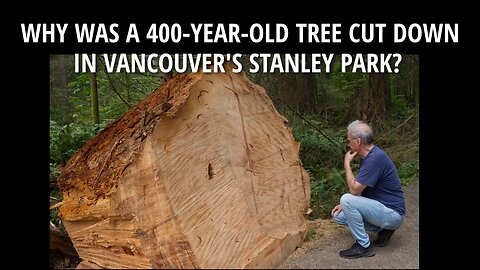 WHY WAS A 400-YEAR-OLD TREE CUT DOWN IN VANCOUVER'S STANLEY PARK?