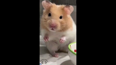 Funniest Animal Compilation part2