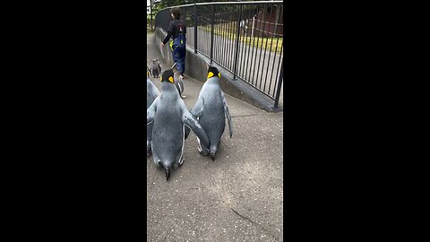 Up Close With The Penguins