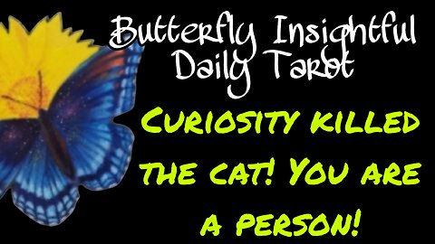 Butterfly Insightful Daily Tarot - Curiosity killed the cat but you are not a car!