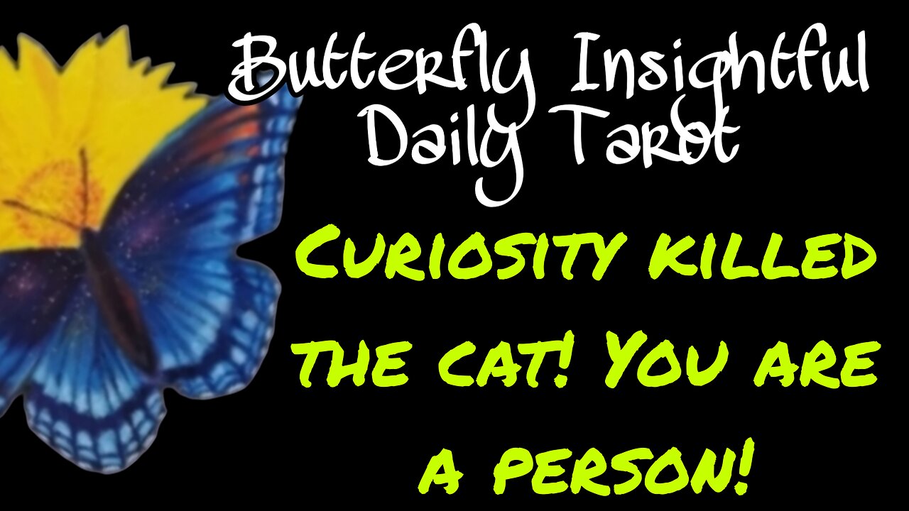 Butterfly Insightful Daily Tarot - Curiosity killed the cat but you are not a car!