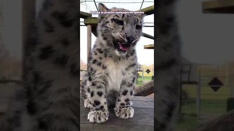 A man found a rare snow leopard and ripped out his second life