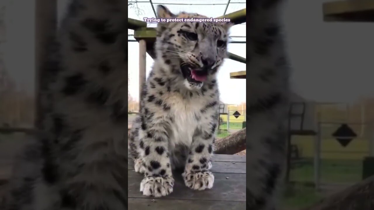 A man found a rare snow leopard and ripped out his second life