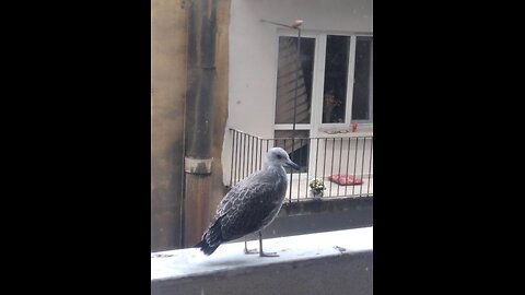🎶 Learning to Fly 🐦 First Flight of Seagull 🐤 martı ilk uçuş