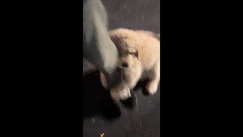 Funniest Golden Retriever Moments Caught on Camera