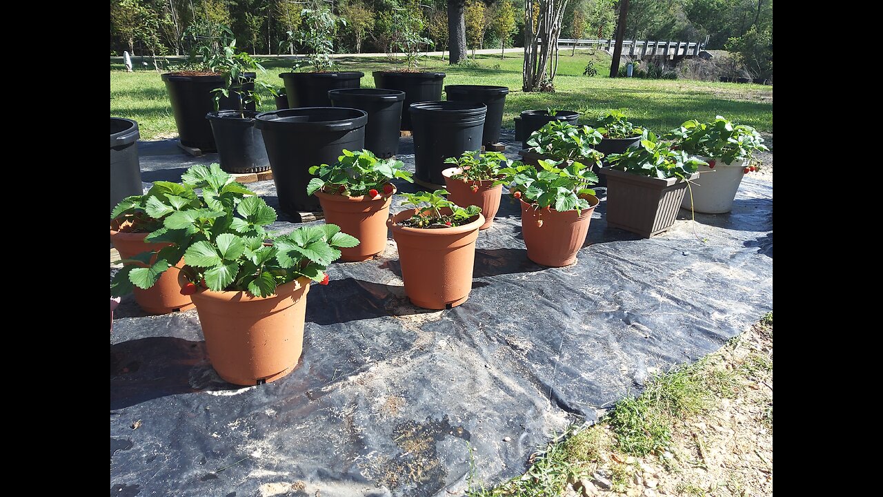 How to get free strawberry plants 4/11/25