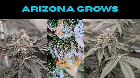 Partial Tropical Zoap Harvest
