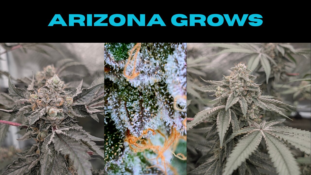 Partial Tropical Zoap Harvest