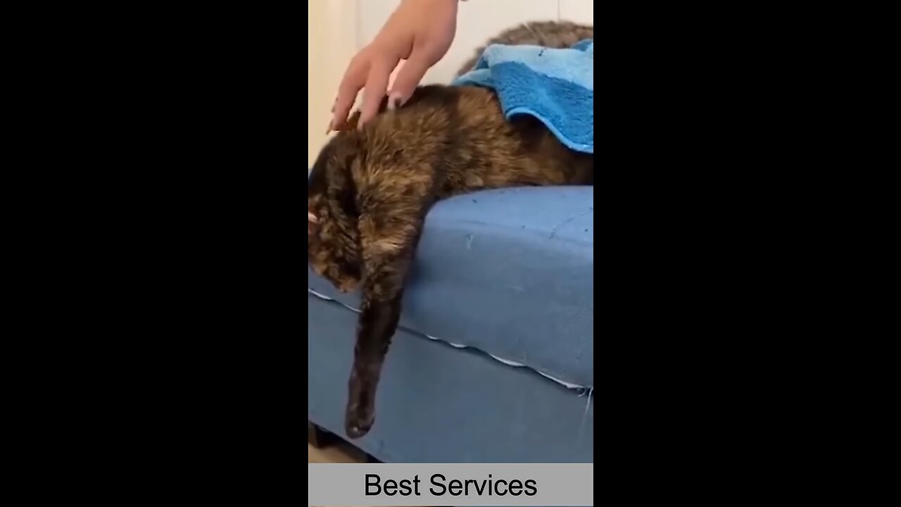 funny animal videos