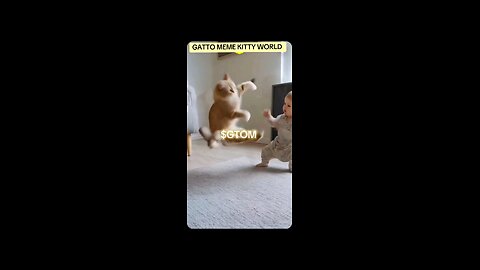 A baby vs. the cat, for $GTOM TOKENS