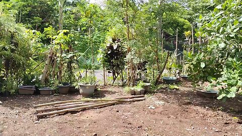 Herbal Remedy for Cough/ Natural Antiallergy/Lagundi Plant