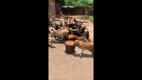 Feeding The Orphaned Dogs