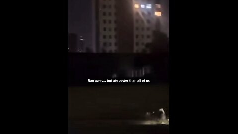 My run away dog