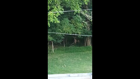 Ghosts from the forest