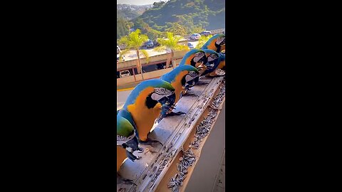 parrot are eating food